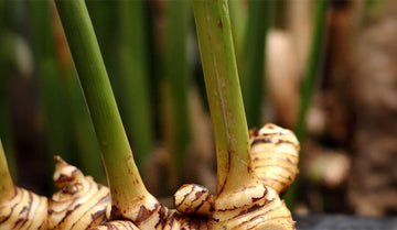 Capilia Longa 1% ingredient for hair growth and hair fall control