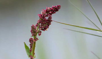 Tyrostat in Skincare